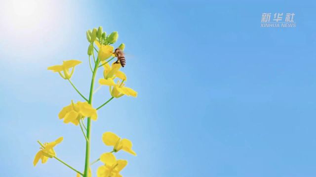 千城胜景|湖南沅江:油菜花海惹人醉 踏青春游正当时