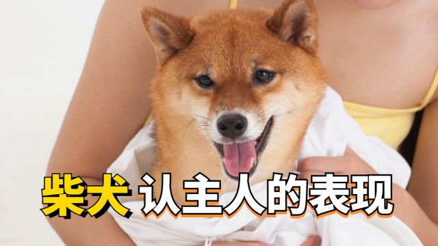 柴犬认主了,会有这几个表现,你家占了几个?