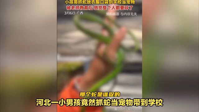 河北小男孩拔掉蛇牙当宠物带到学校