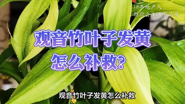 观音竹养护攻略:5招轻松解决叶子发黄的难题