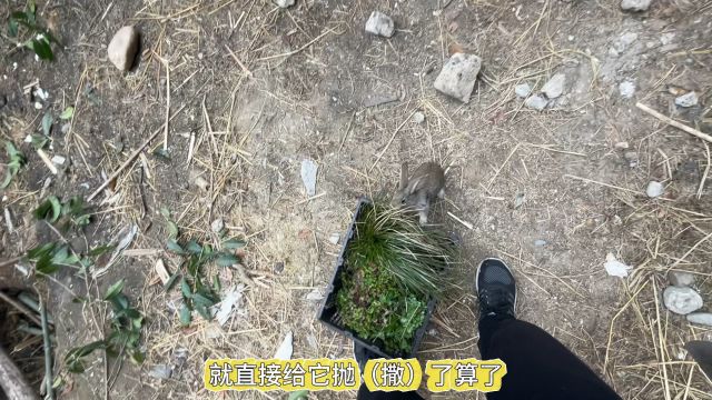 农村日记给小兔探寻美味鲜草