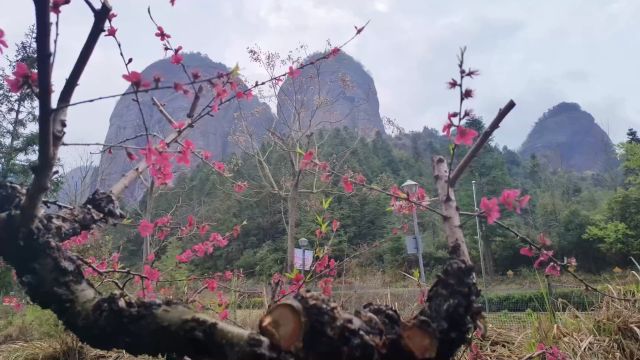 南武当山下桃花红