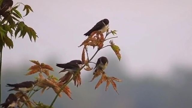 一鸣惊人,是何意?说的是谁?