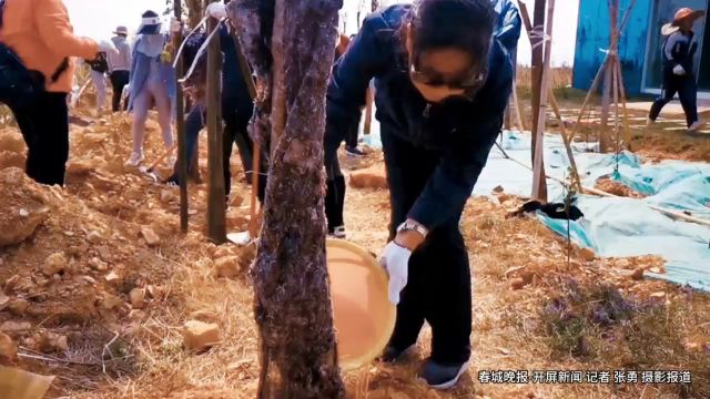 昆明海口磷矿修复治理区种下200余株冬樱花