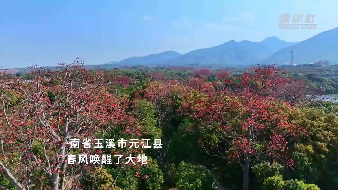 神州春色美|云南元江:春风有信 花开有期