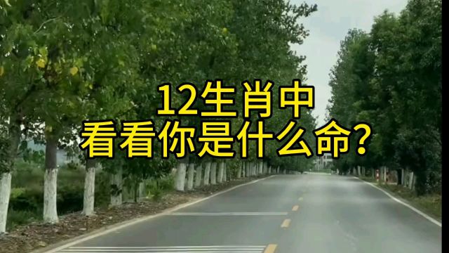 12生肖中,看看你是什么命?