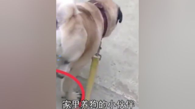 狗狗的秘密,你知道几个?3