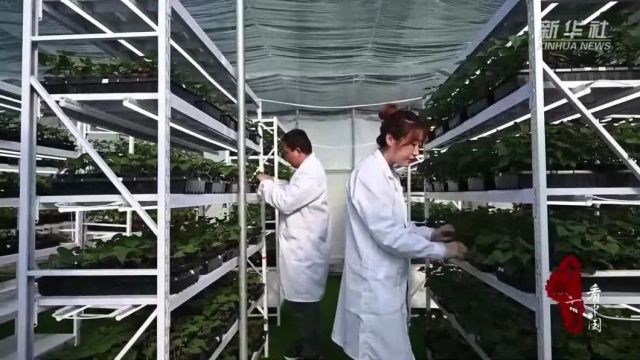 千城百县看中国︱河北赞皇:抢抓好时节 薯苗扩繁忙