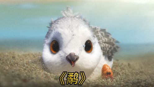  奥斯卡获奖动画短片《鹬》小海鸟的成长之路