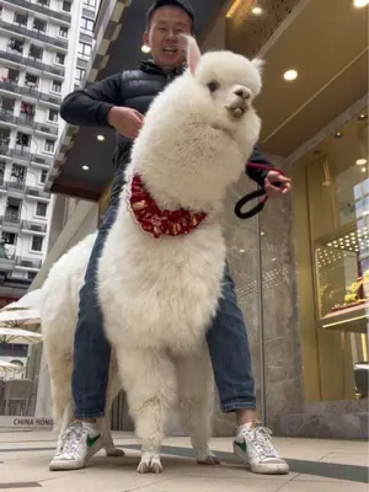 第一只可以骑的羊驼来了#羊驼