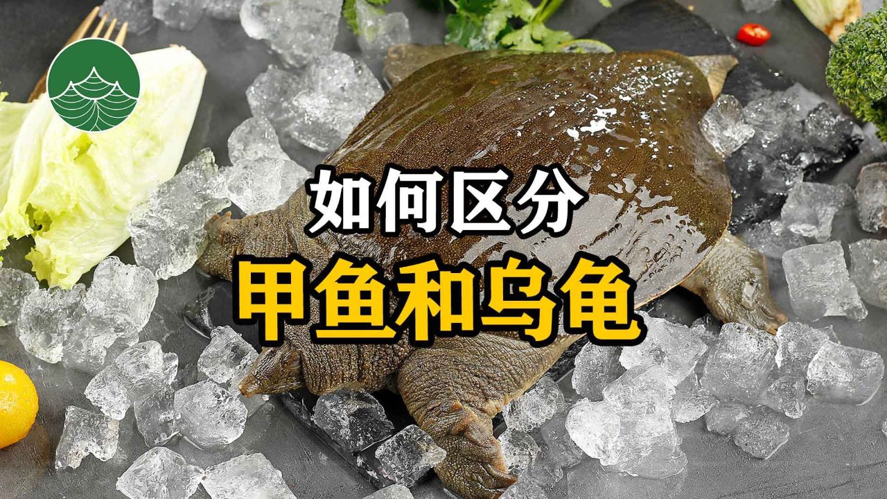 如何区分甲鱼和乌龟