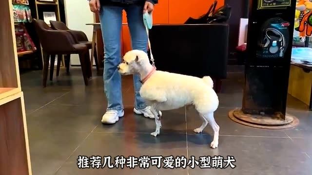 第67集宠物解说推荐几种可爱的小型犬你喜欢哪只