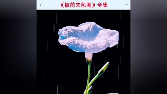 《被前夫包围》全集#番茄小说