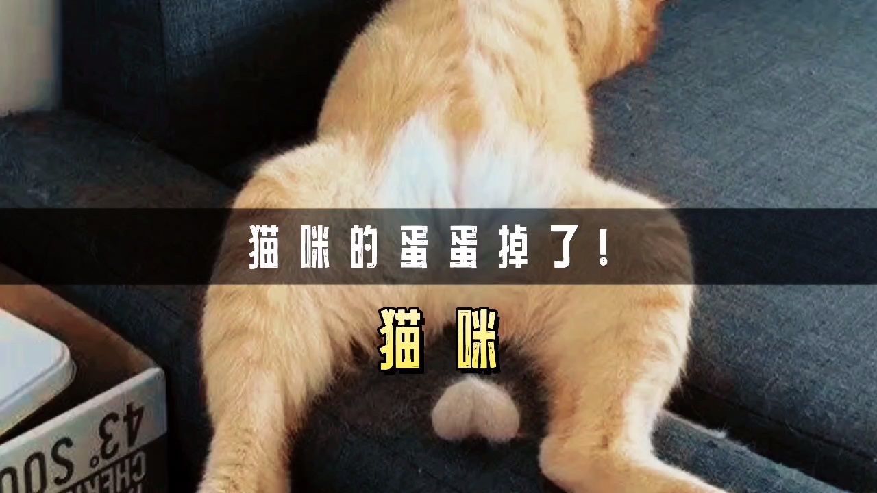 猫咪的蛋蛋,竟然在熟睡中掉落了