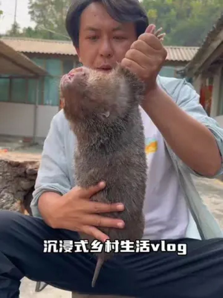 家人们谁懂啊～「人工养殖竹鼠」这样烹饪后脑勺都香通了～#有一种叫