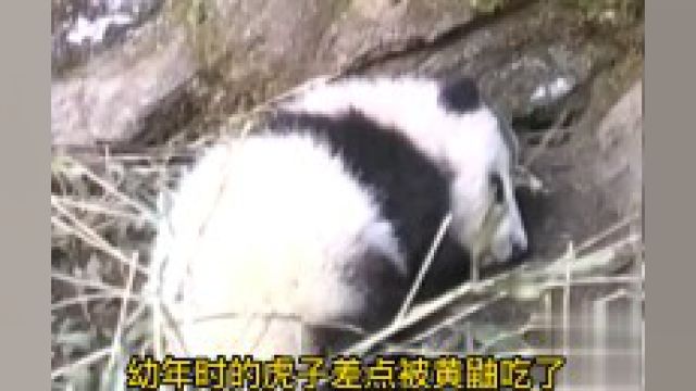 熊猫虎子幼年时,差点被黄鼠狼给吃了,科学家将虎子救了下来