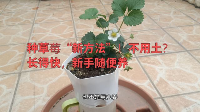 种草莓“新方法”!不用土?长得快,新手随便养