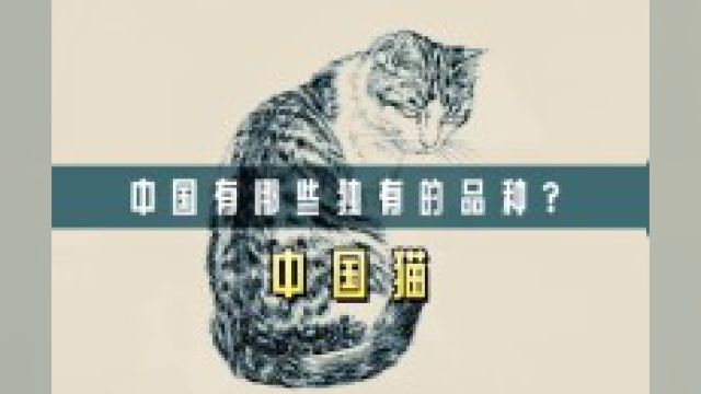 中国有哪些独有的猫咪品种?