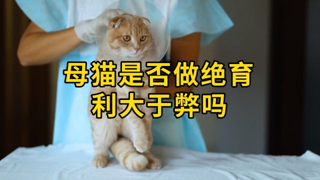 母猫是否做绝育,利大于弊吗