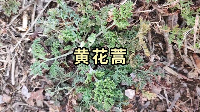 黄花蒿