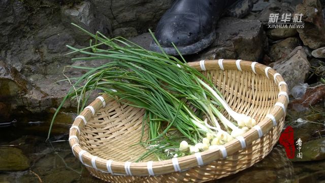 千城百县看中国|湖北鹤峰:藠果——春天里的开胃小菜