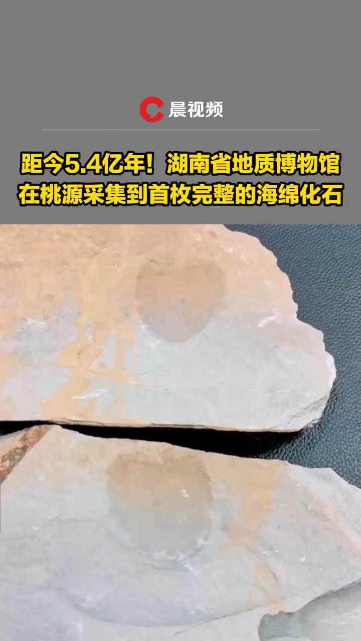 4亿年!湖南省地质博物馆在桃源采集到首枚完整的海绵化石