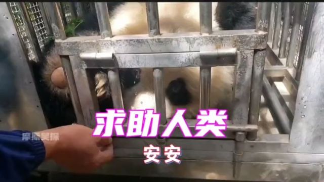 大熊猫安安因患重病下山求助,被救助时潸然泪下,可惜安安没有撑到最后,因多器官哀竭去了潘达星.