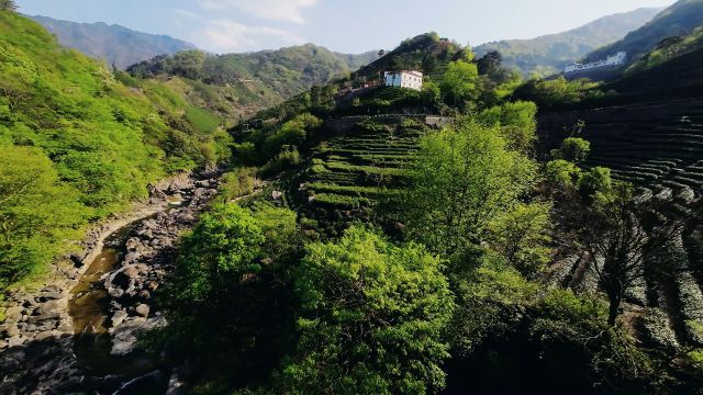 大美河南信阳商城飞阅茶山,穿越机视角来了修改版