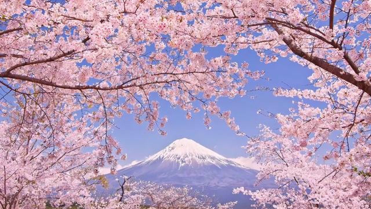 富士山下樱花盛开图片