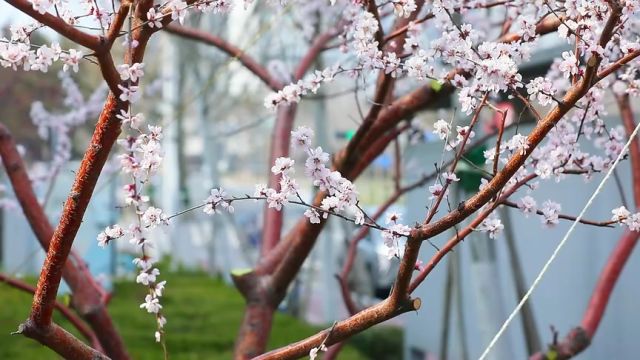 威海火炬高技术产业开发区:闻香赏花 定格春日美好