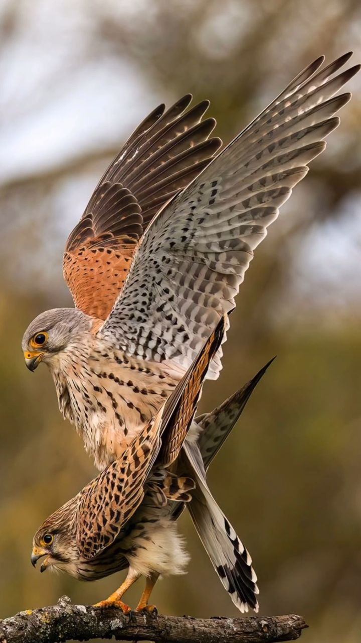 哇!快看这两只红隼在树枝上,它闪动翅膀打在了一起啊