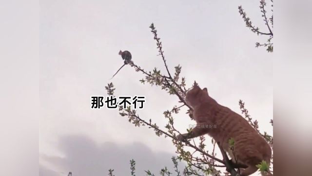 越熟的猫越会骗人