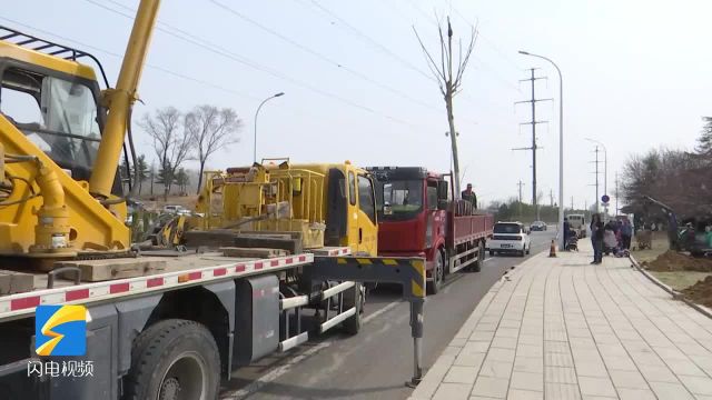 潍坊市坊子区:1200余株苗木顺利“搬家” 为城建重点工程建设开绿灯