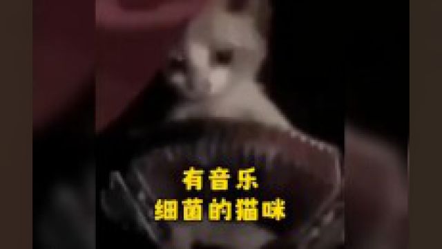 那些有音乐细菌的猫咪,来看看哪个最有天赋?