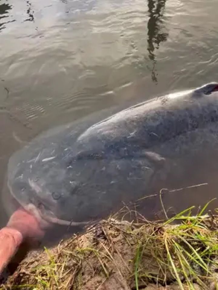 鲶鱼 #生活随拍#巨鲶