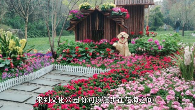 成都市文化公园,园内有各种花卉、盆景、奇树异草争芳斗艳,观赏者络绎不绝