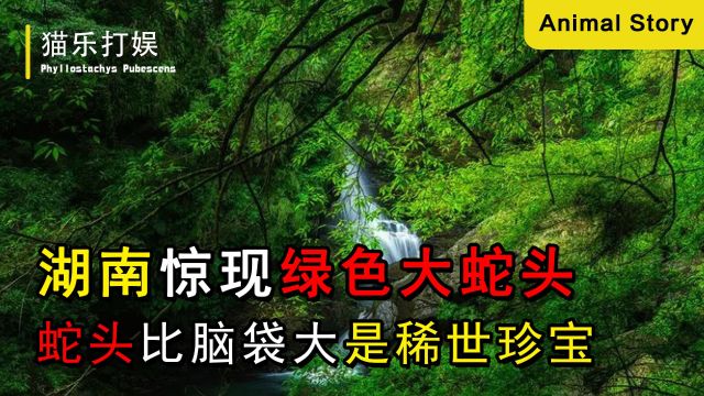 湖南惊现绿色大蛇头,小孩被当场吓尿,竟是稀世珍宝?