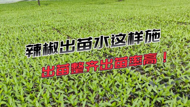 颗粒水溶肥新疆焉耆辣椒使用翠姆根碧多+微生物菌剂+颗粒水溶肥,出苗整齐,出苗率高,根系发达