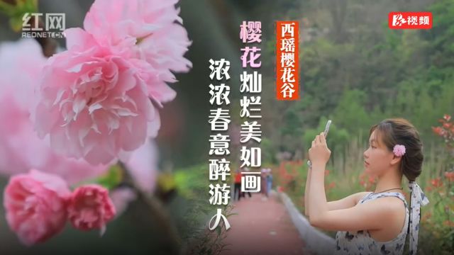 临武西瑶樱花谷:樱花灿烂美如画 浓浓春意醉游人