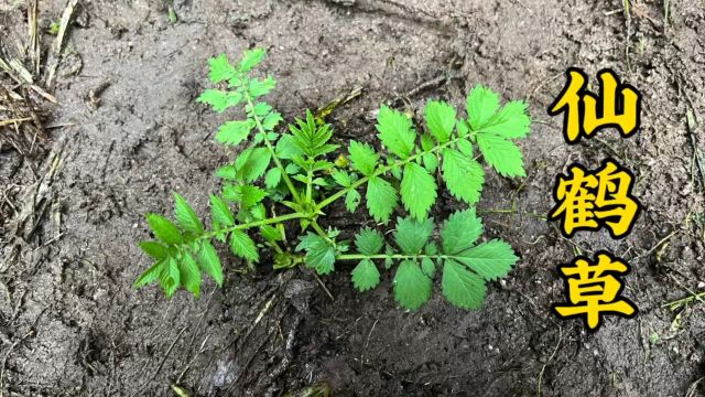 农村比较少见的“仙鹤草”,很多人一辈子没见过,赶紧认识了解一下