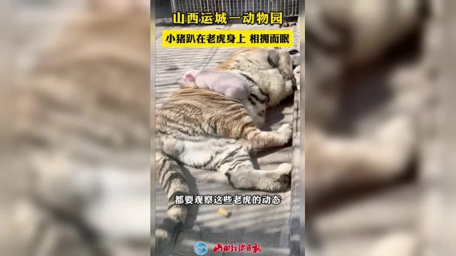 山西运城一动物园 小猪趴在老虎身上 相拥而眠