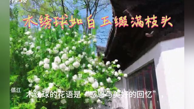 木绣球花开如白玉