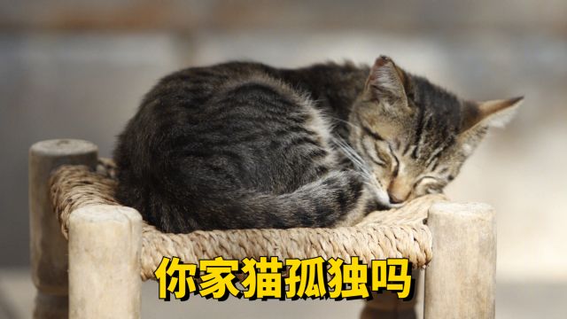 孤独的猫会有这些表现,你家猫有吗?