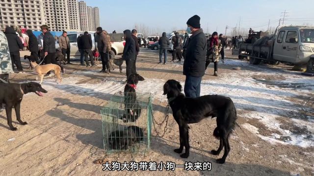 二郎神的“神犬”你见过吗?只有在山东才能碰到,曾经也是皇帝的最爱