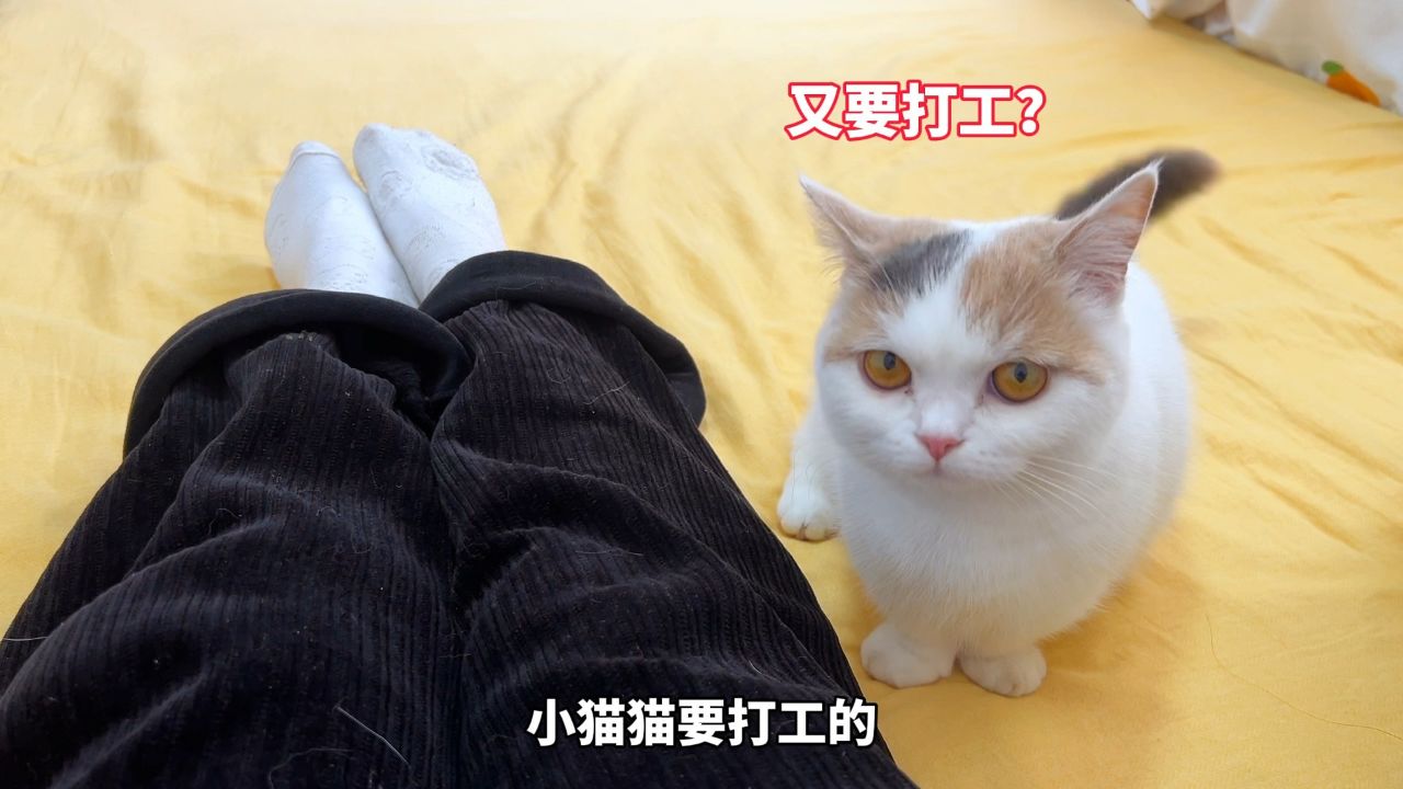 今天是打工猫,没有吃的就罢工!