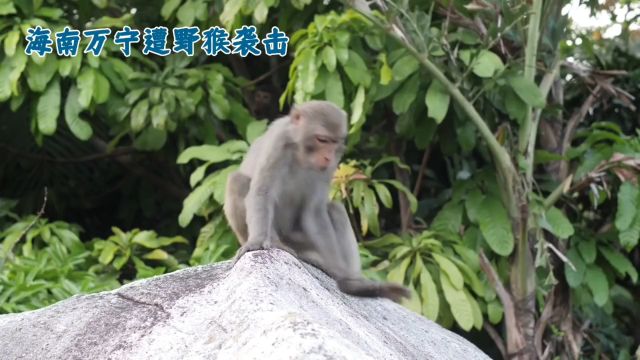 海南万宁和乐镇:野猴袭击引发深思