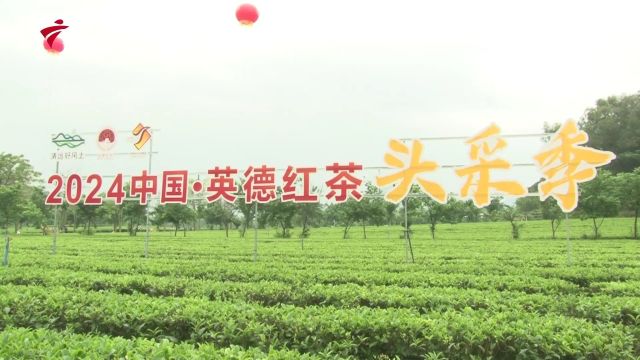 英德红茶头采季开幕