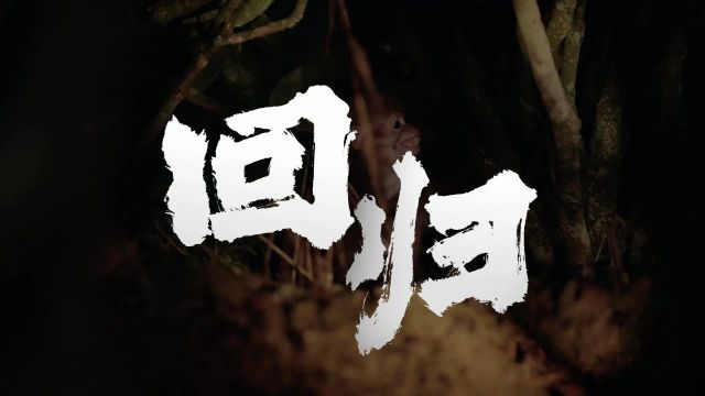 国际珍稀动物保护日 ⷠ原创微电影|《回归》上线啦!来看小猴子的回家路~