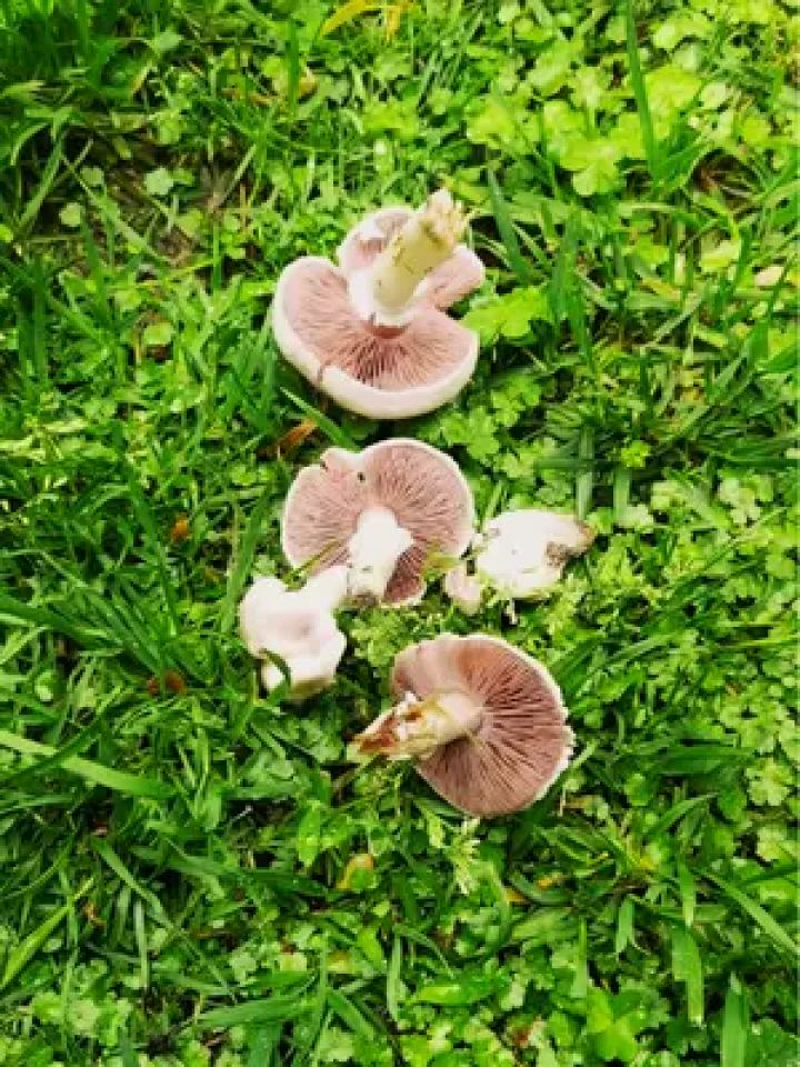 这种蘑菇能吃吗?有谁知道?