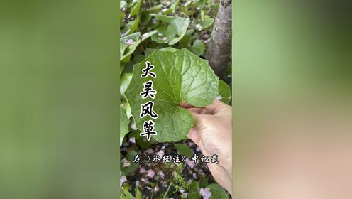 大吴风草，又称一叶莲、独角莲，一种非常传统且有价值的草本植物！